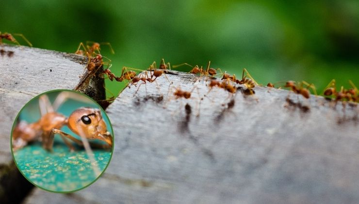 formiche di fuoco se ti punge rischi grosso